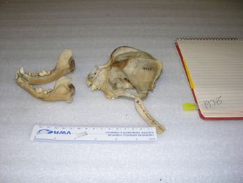 Media type: image;   Mammalogy 19745